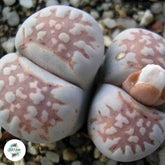 Lithops julii (littlewoodii) C218 / 40 seeds  (Living stones)